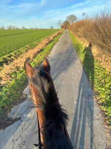 Kuschelige Ferienwohnung auf Reiterhof