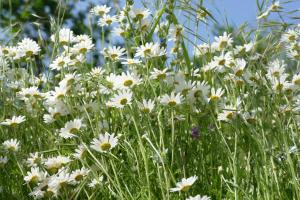 Naturgarten Karlsfeld in der schönen Lausitz