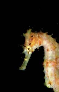 Dive and Trek Resort and Marine Sanctuary