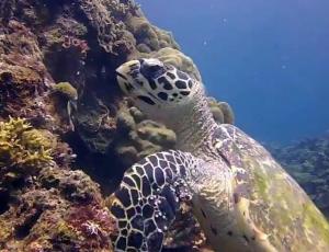 Dive and Trek Resort and Marine Sanctuary