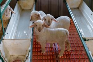 Abhishta Agri Farm Stay