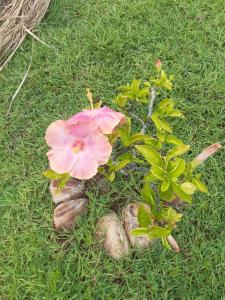 Papol et Tella guesthouse