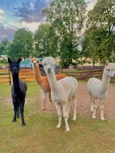 Wypoczynek pod Lipami - Wygryny