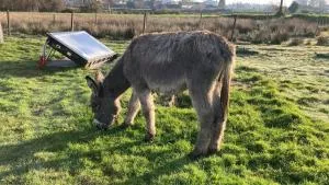 Casa da Avó Miquinhas - Modelos