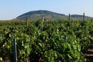 Maison entière au cœur des vignes des Trois Bacchantes !