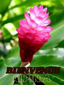 Alpinia - Ubytování bez kategorie ve městě Sainte-Anne