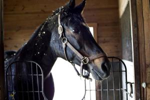 Dunover Farm. One bedroom apartment.