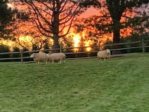 Dunover Farm. One bedroom apartment.