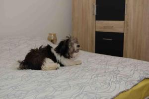 Lovely vacation house in old city Cres with parking