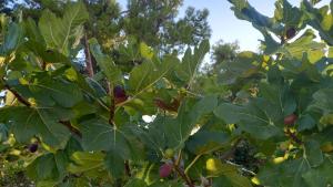 Romantico Monolocale