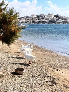 Sea Senses Andros - A Beachfront Retreat