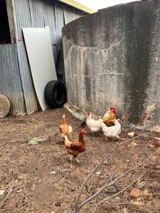 Dhanda Farm Bathurst