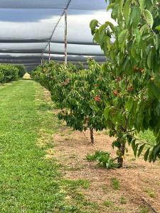 Dhanda Farm Bathurst