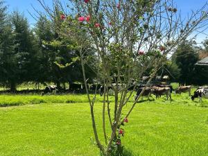 Room in Bungalow - Grandfathers Farm - Disfruta de la naturaleza en un lindo flat