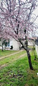 Appartements Les Amandiers : photos des chambres