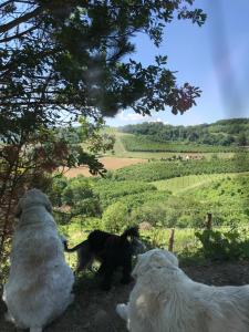 Cascina natura relax e piscina