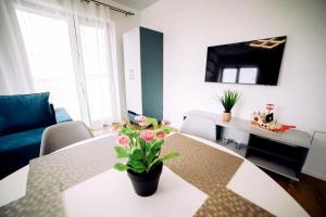 Roses-Endless Summer Apartaments