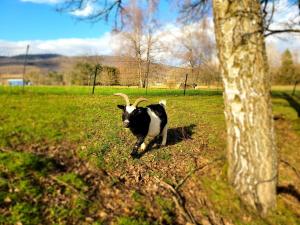 La roulotte Le Mondidéal à Leval