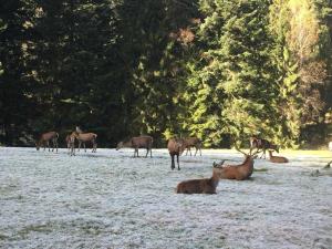 Ferienwohnung Dieter Rothfuß