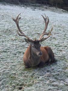 Ferienwohnung Dieter Rothfuß
