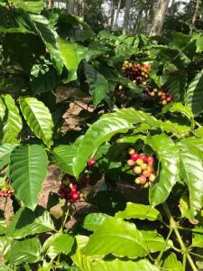 Kallista Villa Kalibaru