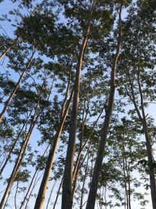 Kallista Villa Kalibaru