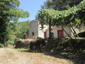 Picoto House