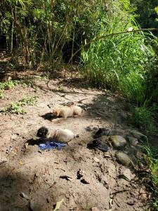 Glamping Teques Naturaleza de lujo Granja El Sol