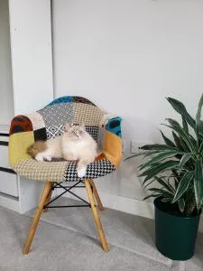 Private room in townhouse near Heathrow & Windsor - Wooburn