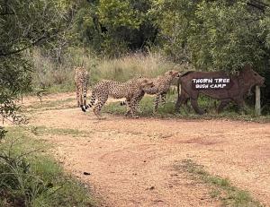 Thorn Tree Bush Camp