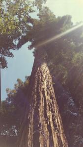 Cottages On River Road