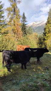 B&B / Chambres d'hotes Chambres d'hotes Le Grand Chalet : photos des chambres