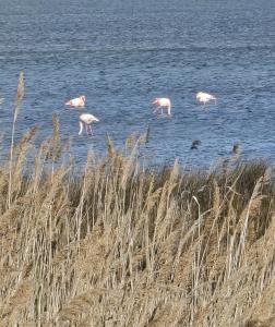 Chalets Entre Mer et Roseaux - Piscine - Proche centre et mer - Petfriendly : photos des chambres