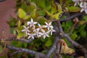 Cretan Magnolia Gem - Smari Cozy Getaway