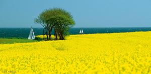 Ferienwohnung - Michaelas HUUS - zwischen den Meeren, Trappenkamp