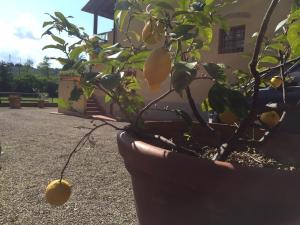 Talli Francesco - Casanova 2