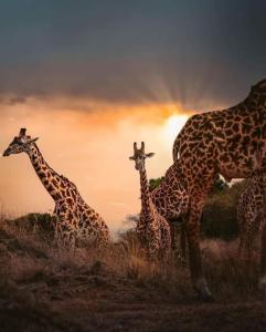 Island Penthouse - Ocean View