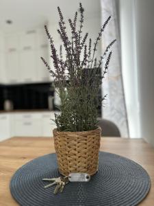 Premium Apartment - Lavender - SELF CHECK-IN - Parking