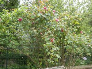 Maisons de vacances Gite Gournay, 3 pieces, 4 personnes - FR-1-591-10 : photos des chambres