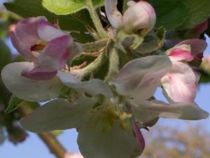 Gîte rénové au calme avec jardin clos à Boissets - FR-1-527-46