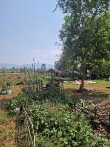 Shared Happy Farm