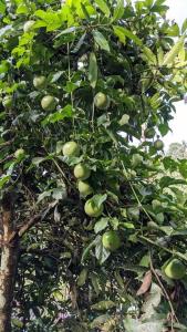 Aanandam - An Independent Villa in 1 Acre Farm