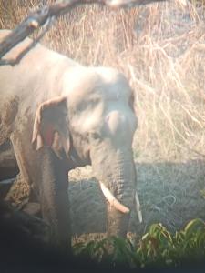 Nanus Bardiya Homestay