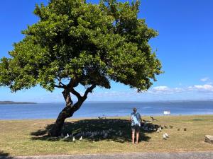 Hargraves Beach Cottage 50 meters to the beach
