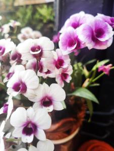 Panda House Chiang Mai