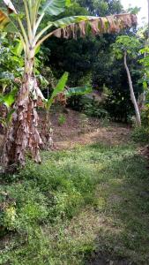 Cabaña Murringo a dos minutos en coche de Necobotes en Necoclí
