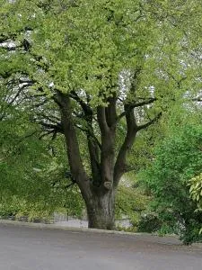 The Beeches - Cloghoge