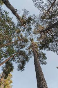 252 m² luxury 4 bedroom house in the pine-forest