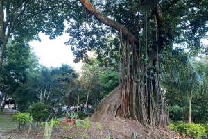 Guayacán Casa Hostal