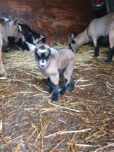 Guesthouse De Bongerd Overberg, The Orchard